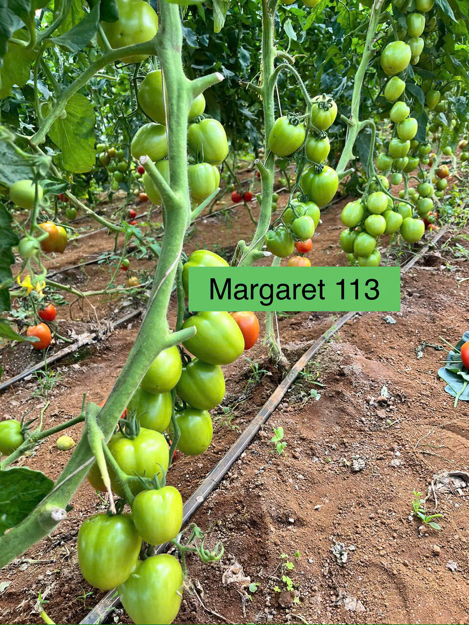 CA-CHUA-MARGARET-113
