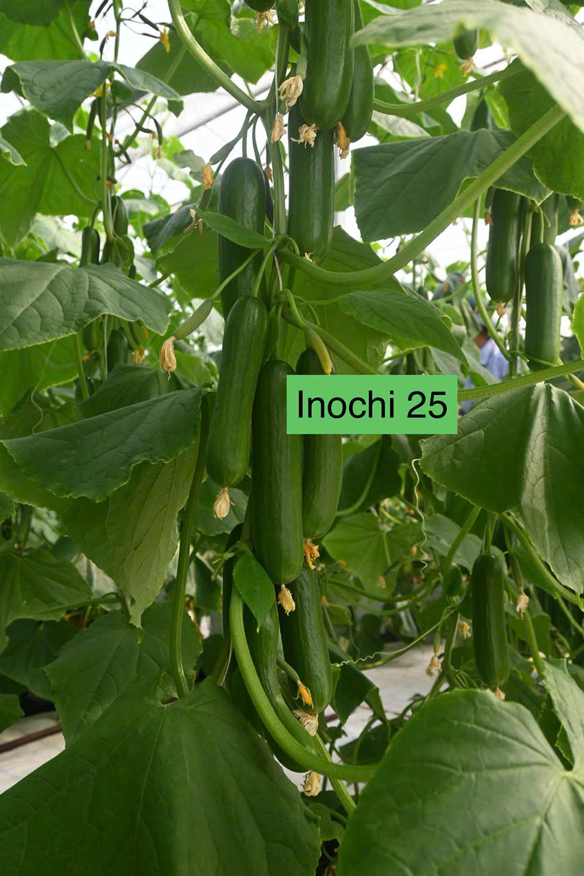 DUA-LEO-MINI-NHAT--INOCHI-25